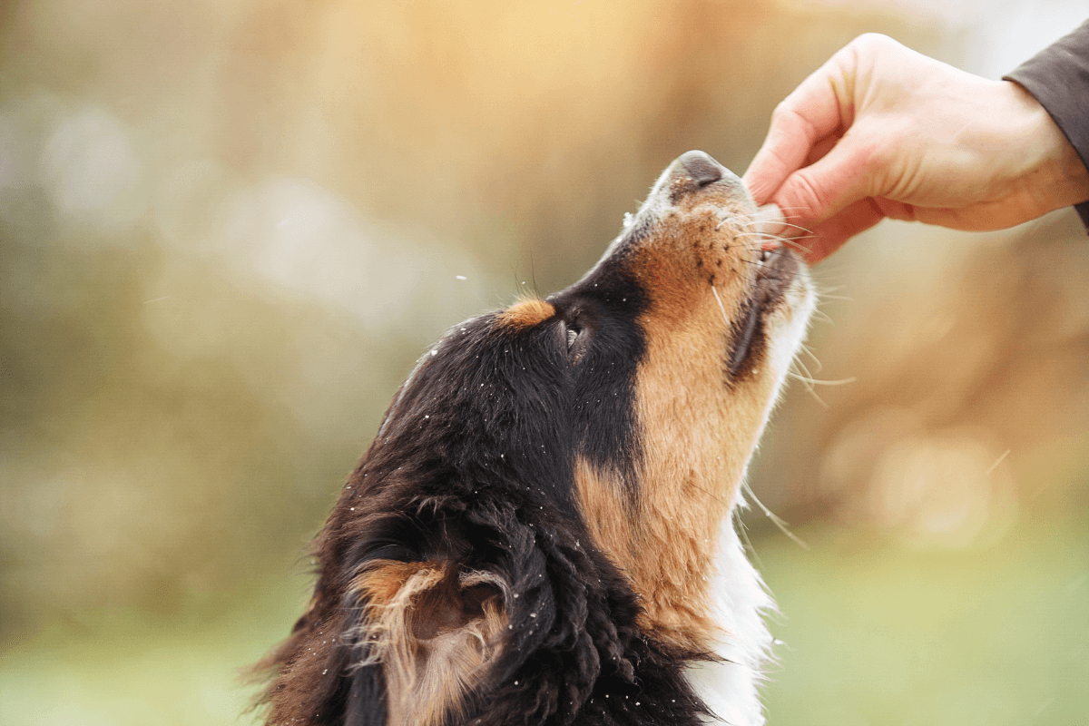 dog working on tricks with owner