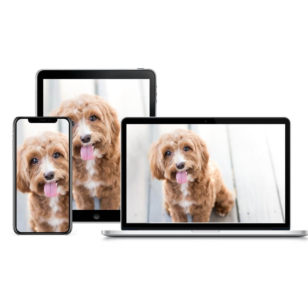 At Home Grooming Course product image | Pupford