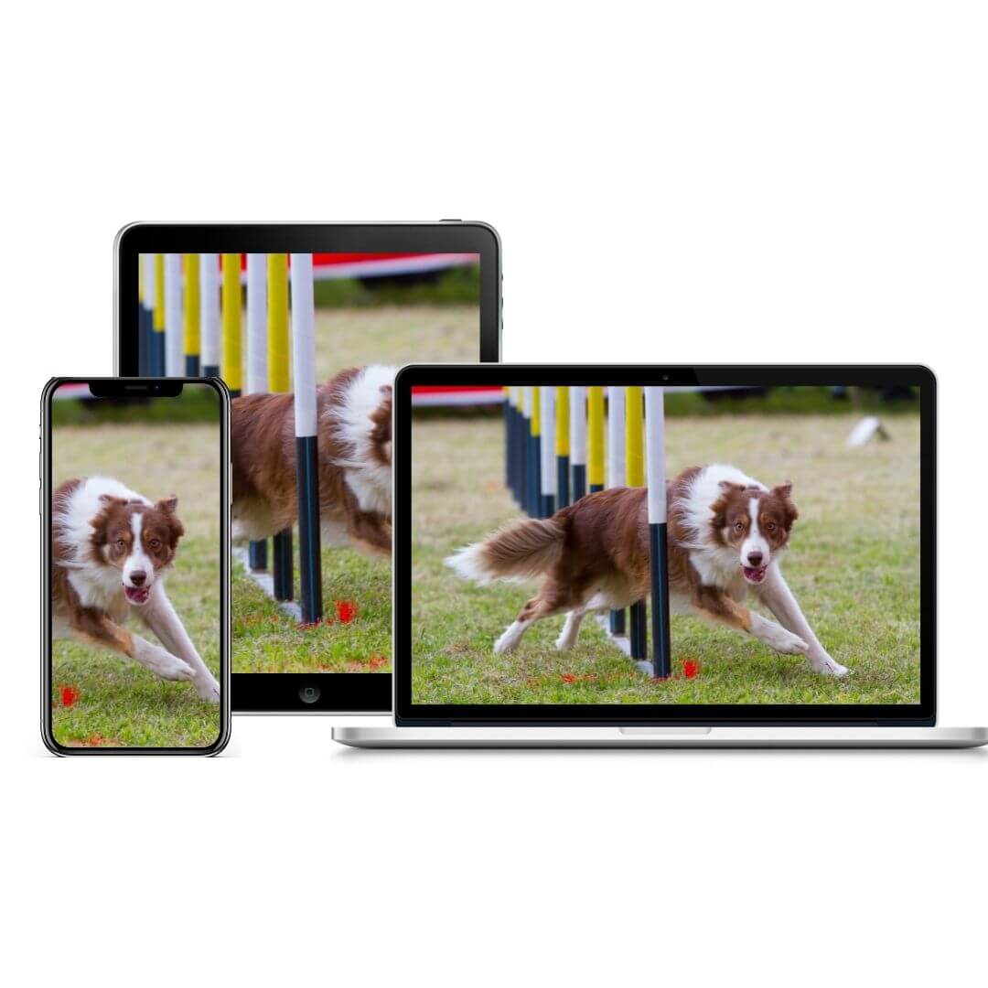 Intro to Dog Sports Course product image | Pupford