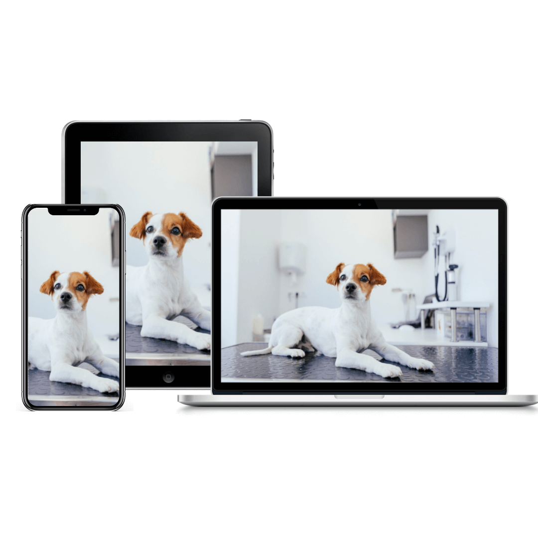 Dog First Aid Course Product Image | Pupford