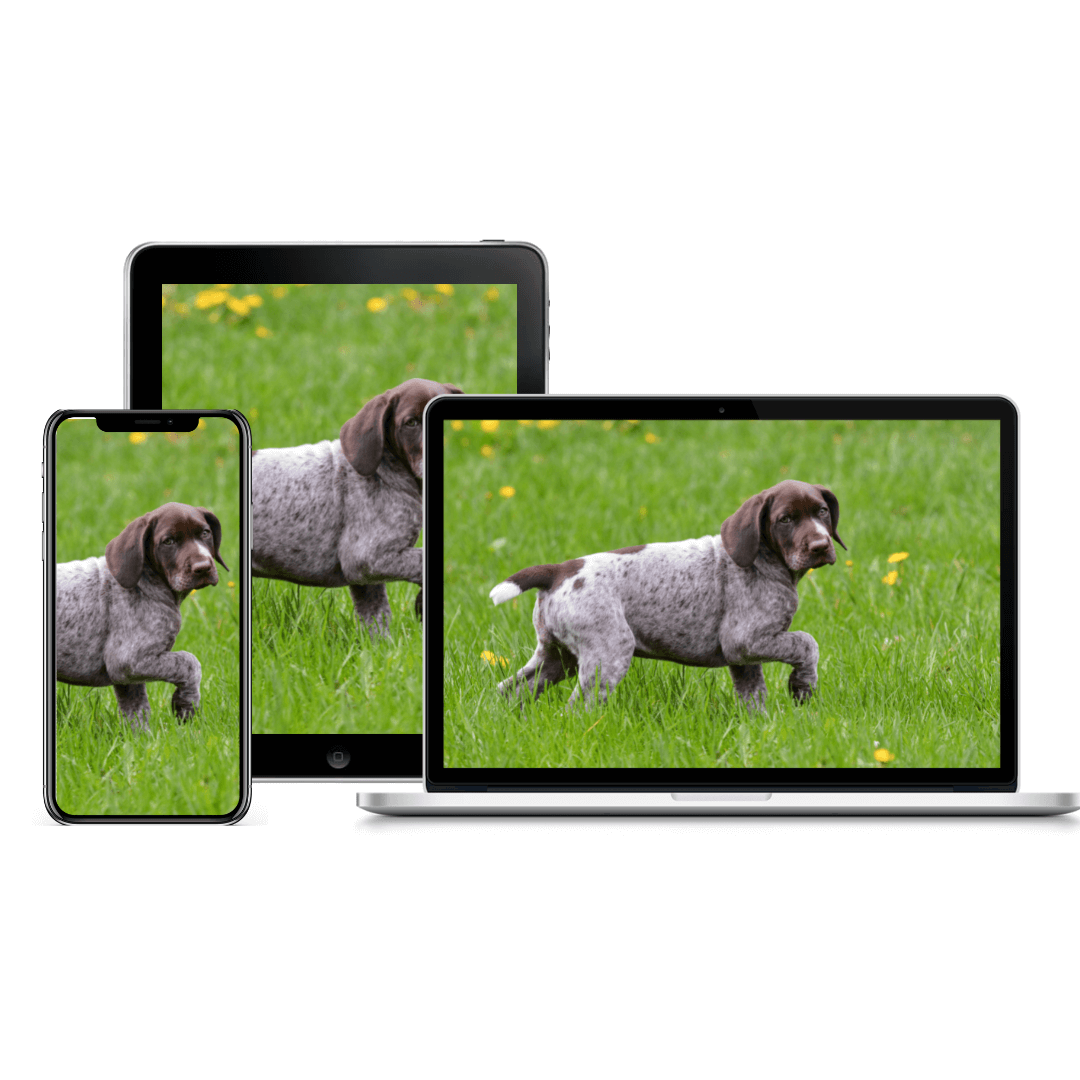 Advanced Puppy Nutrition Product Image | Pupford
