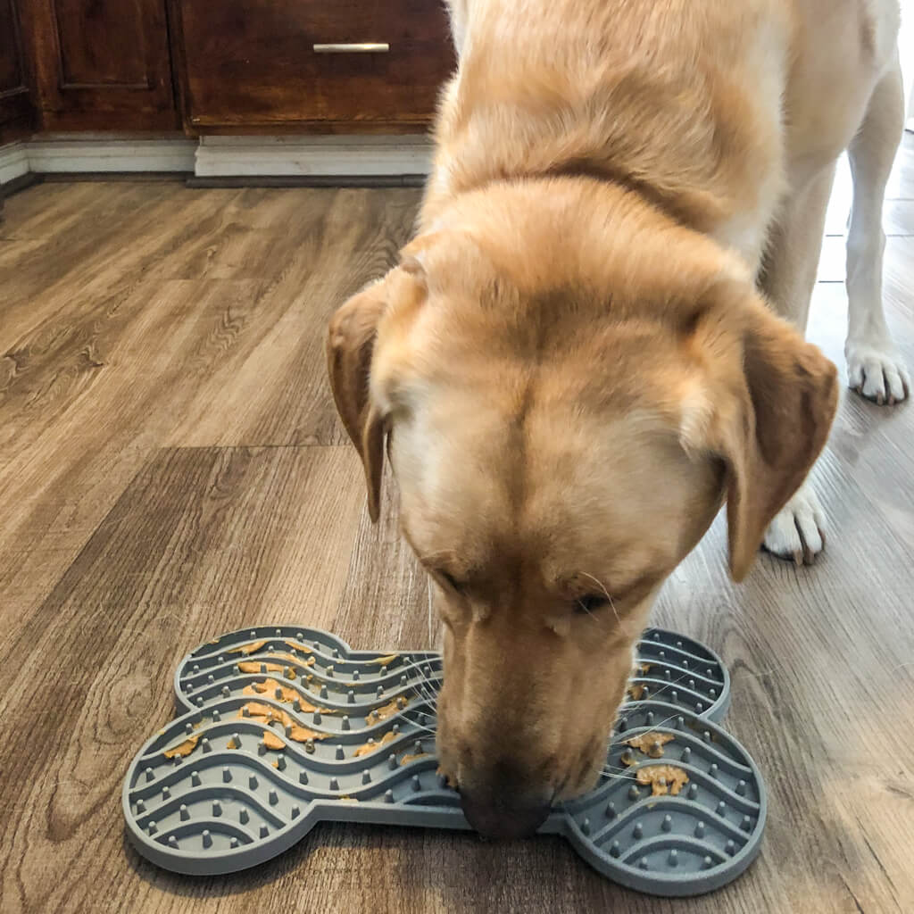 yellow lab using a large pure focus lick mat | Pupford