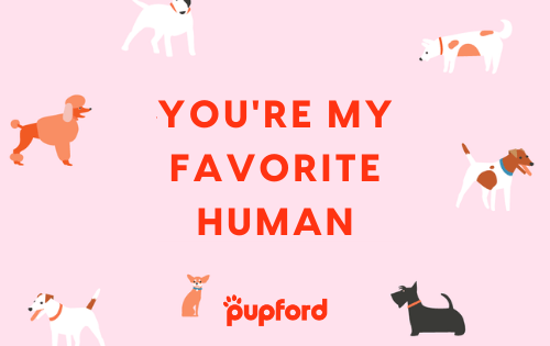 youre my favorite human gift card | Pupford