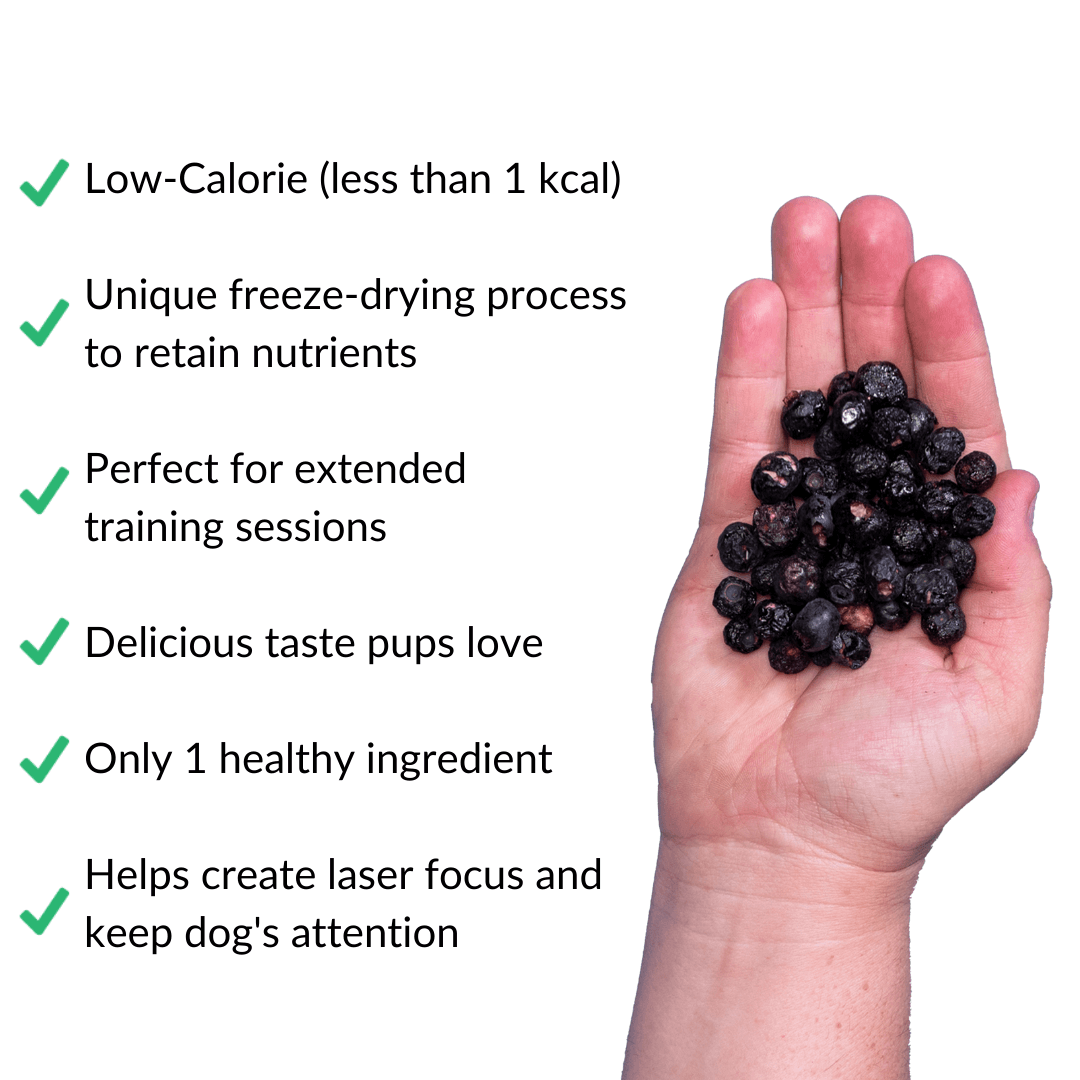 blueberry treats benefits product in hand white